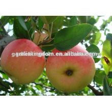 China Produced Fresh Gala /Delicious Red Gala /Fresh Red Gala